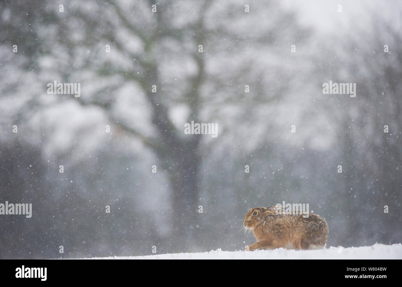 Feldhase (Lepus europaeus) Erwachsene Graben für Lebensmittel eine verschneite Feld. Derbyshire, Großbritannien, März. Stockfoto