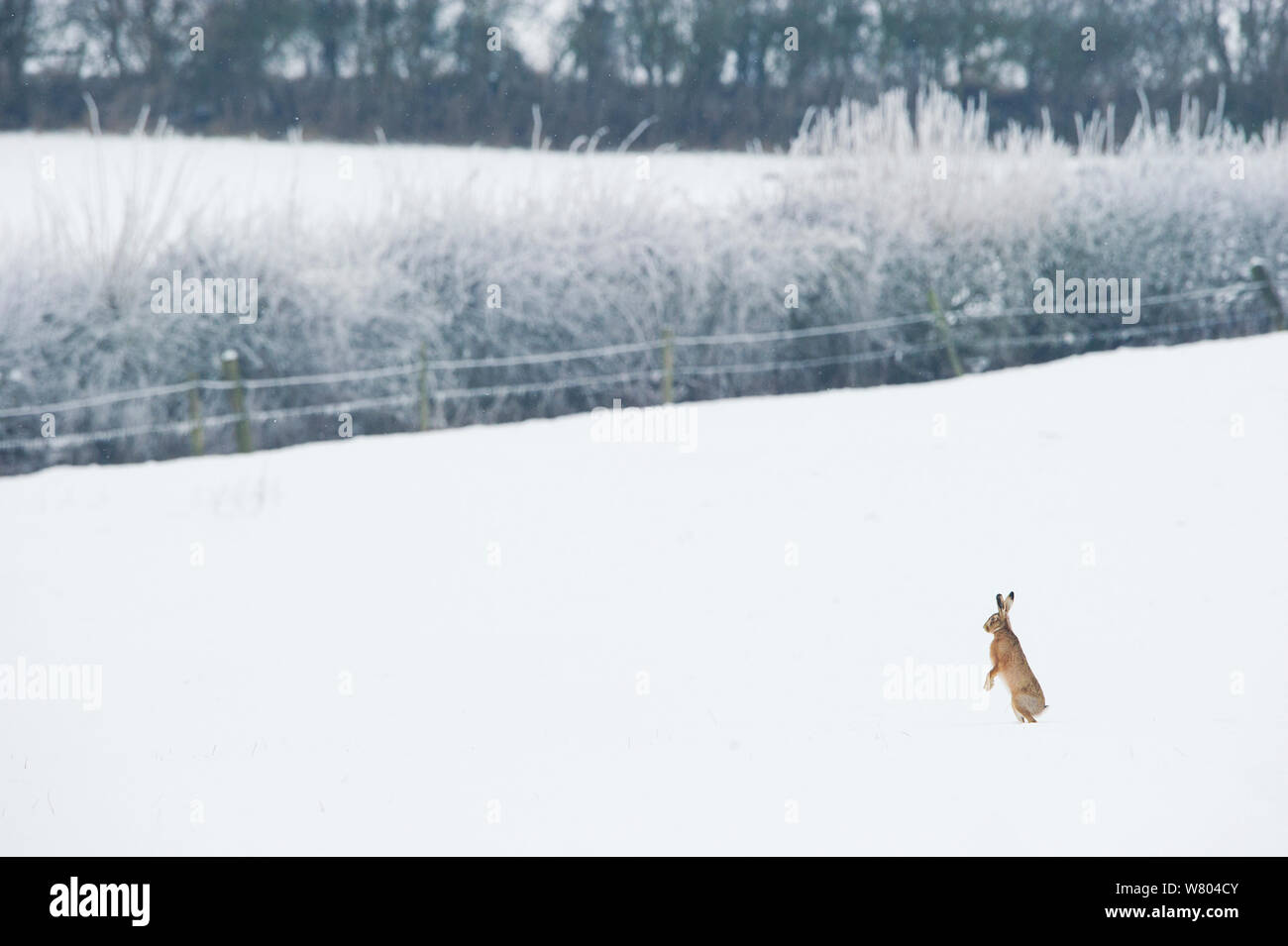 Feldhase (Lepus europaeus) Erwachsenen stehen in einem schneebedeckten Feld. Derbyshire, Großbritannien. Januar. Stockfoto