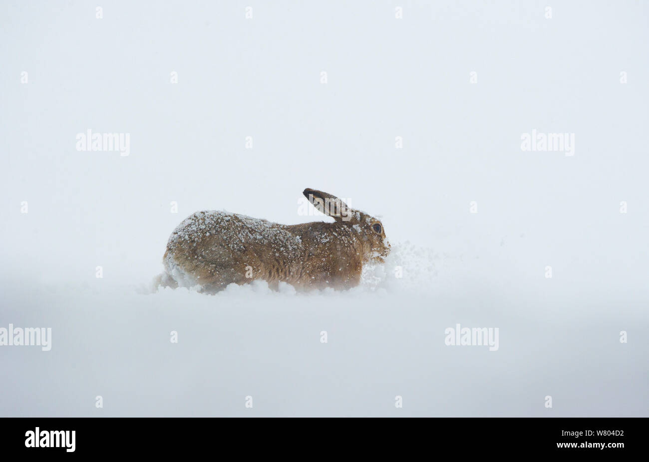 Feldhase (Lepus europaeus) Erwachsene in tiefem Schnee, Derbyshire, UK, Januar. Stockfoto