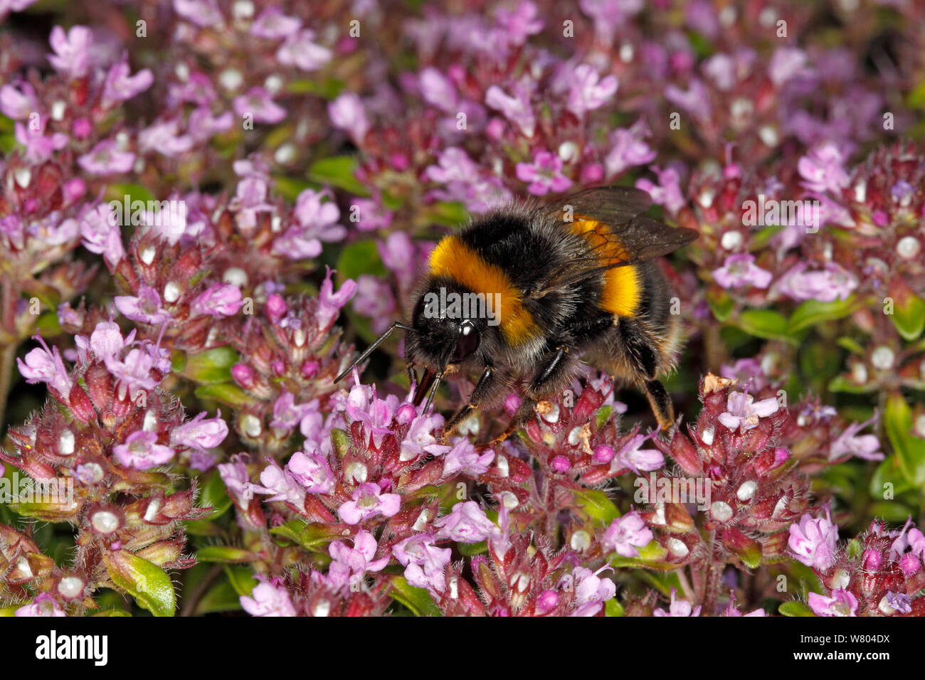 Buff-tailed Hummel (Bombus terrestris) Königin Fütterung auf Thymian (Thymus) im Garten Cheshire, England, UK. Juni. Stockfoto