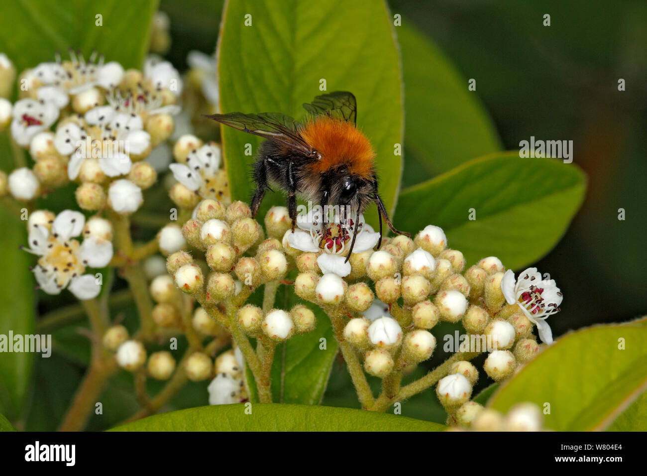 Baum, Hummel (Bombus hypnorum) Fütterung mit Cotoneaster Blume im Garten Cheshire, England, UK. Juni. Stockfoto