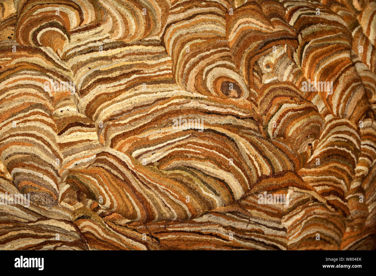 Gemeinsame Wespe (Vespula vulgaris) Nest close-up im Gartenhaus Cheshire, England, UK. Oktober. Stockfoto