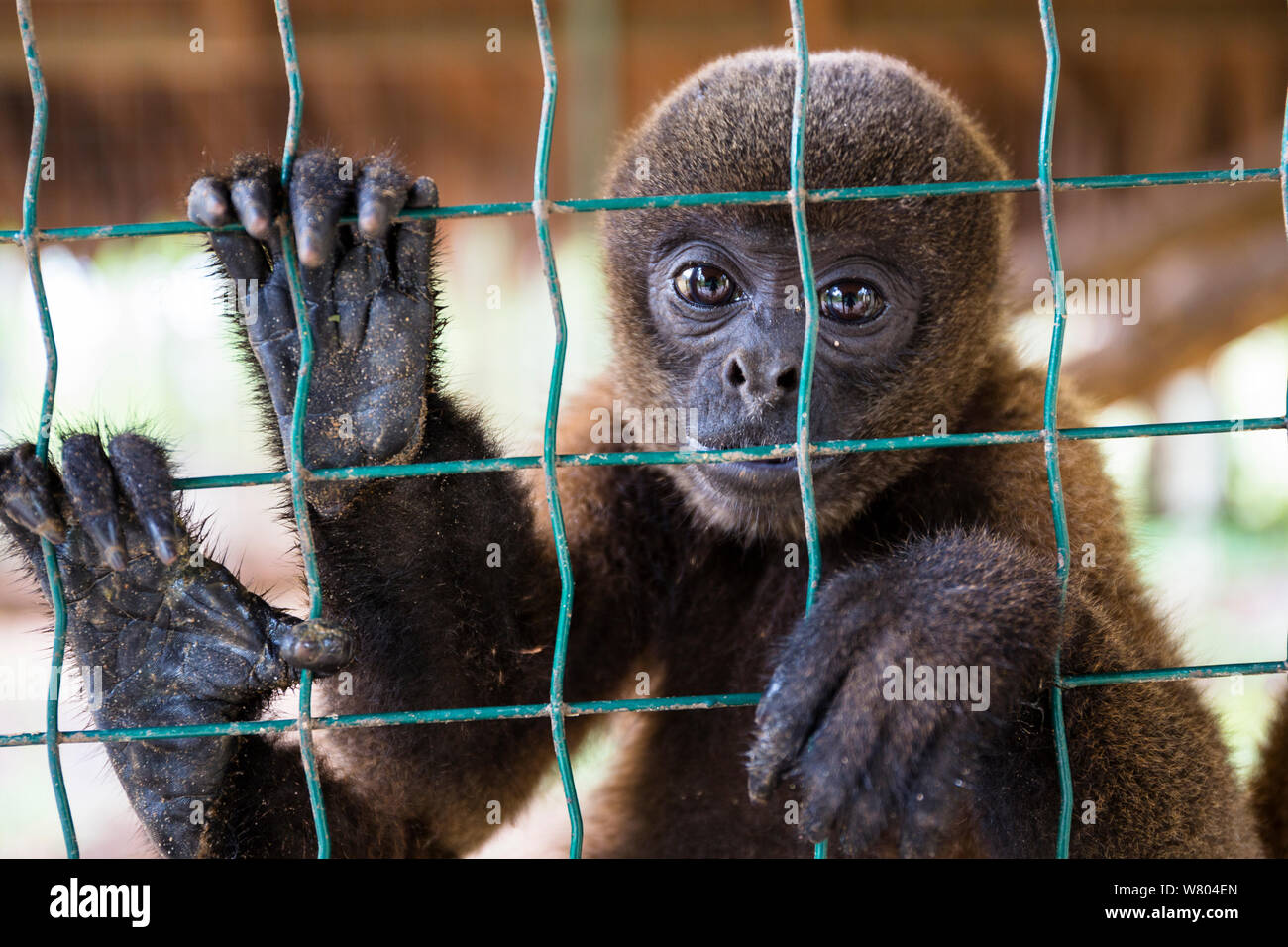 Poeppig&#39;s wooly Monkey (Lagothrix meridionalis) gefangen im Zoo, Pucallpa, Ucayali Region, Peru. Stockfoto