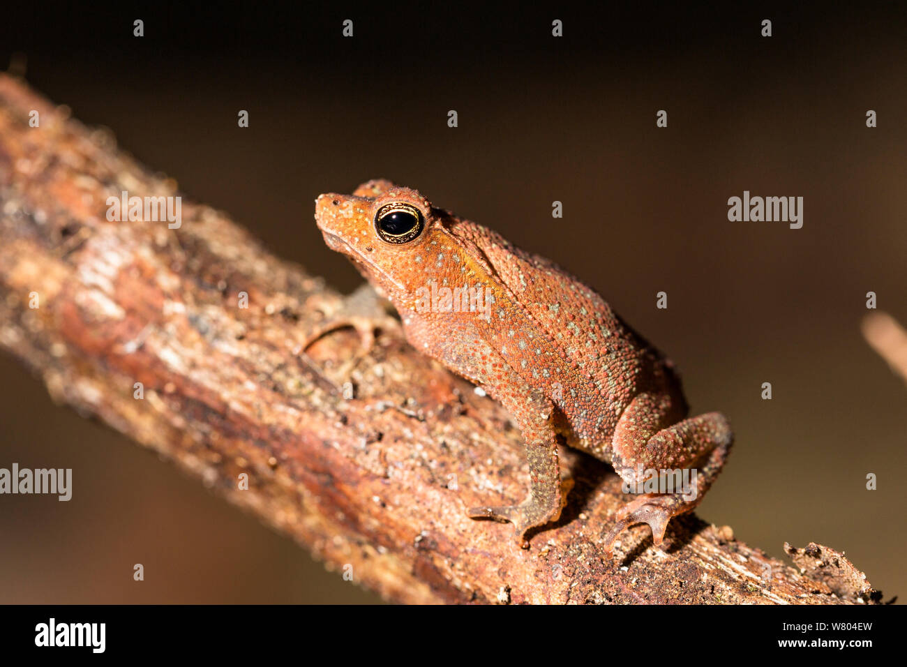 Südamerikanische Erdkröte (Rhinella margaritifera) Panguana finden, huánuco Provinz, Amazonas, Peru. Stockfoto