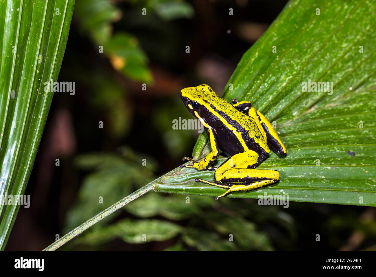 Drei-gestreiften Pfeilgiftfrosch (Ameerega trivittata) Panguana finden, huánuco Provinz, Amazonas, Peru. Stockfoto