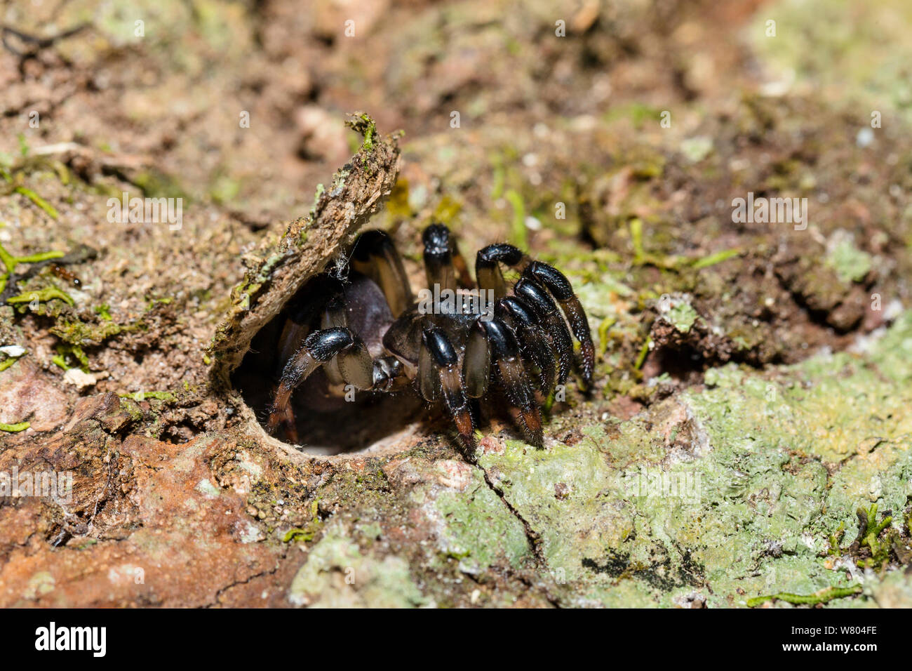 Trap Door spider (Idiops) im Loch, Panguana finden, huánuco Provinz, Amazonas, Peru. Stockfoto