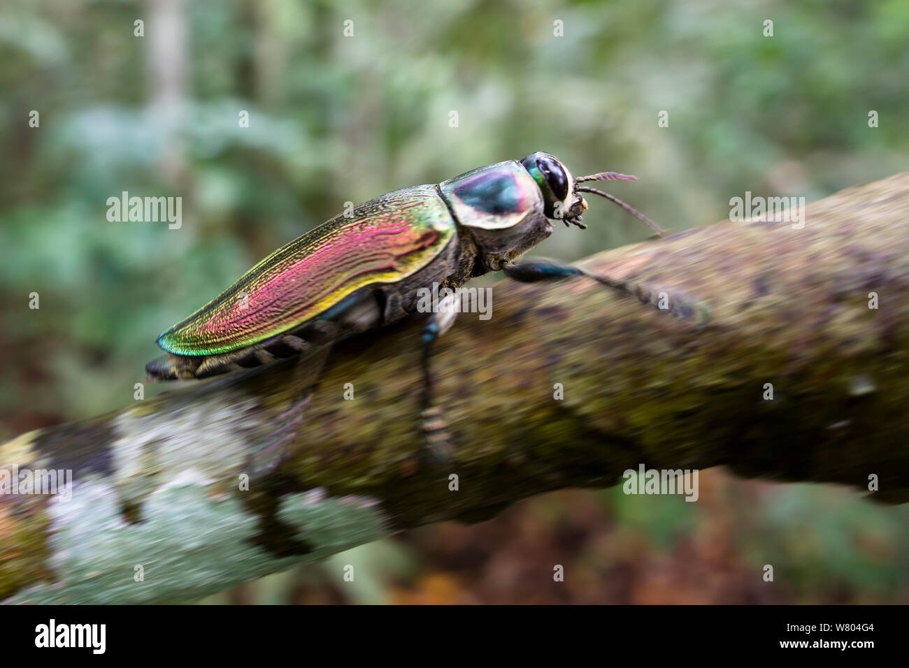 Metallischer holzbohrkäfer -Fotos und -Bildmaterial in hoher Auflösung –  Alamy