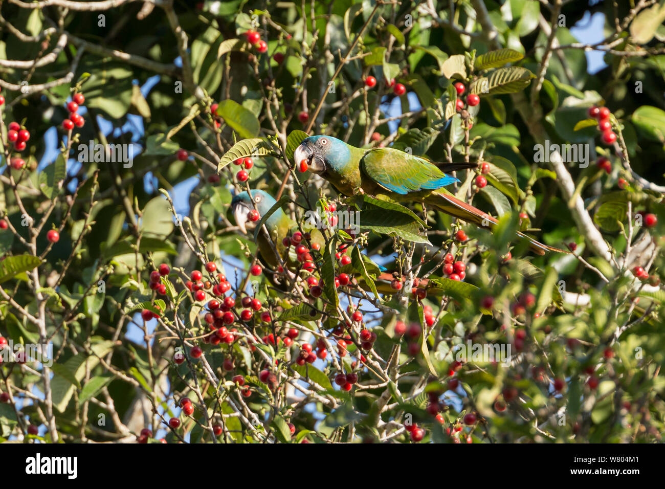 Blue-headed Aras Fütterung (Propyrrhura couloni) auf Beeren, Panguana finden, Huanuca Provinz, Amazonas, Peru. Stockfoto