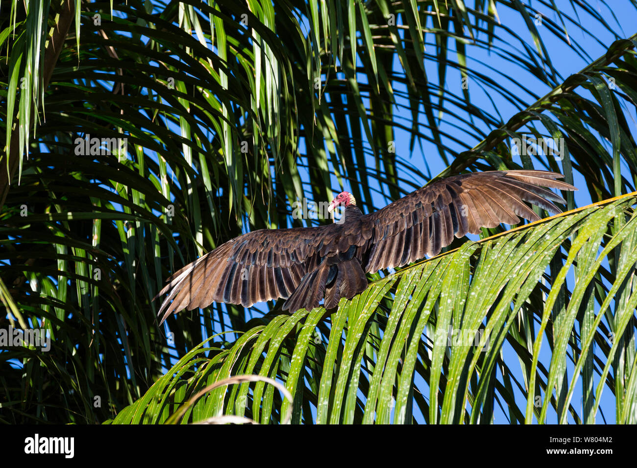 Truthahngeier (Cathartes Aura) mit Flügeln outstreched in Palm Tree, Panguana finden, huánuco Provinz, Amazonas, Peru. Stockfoto