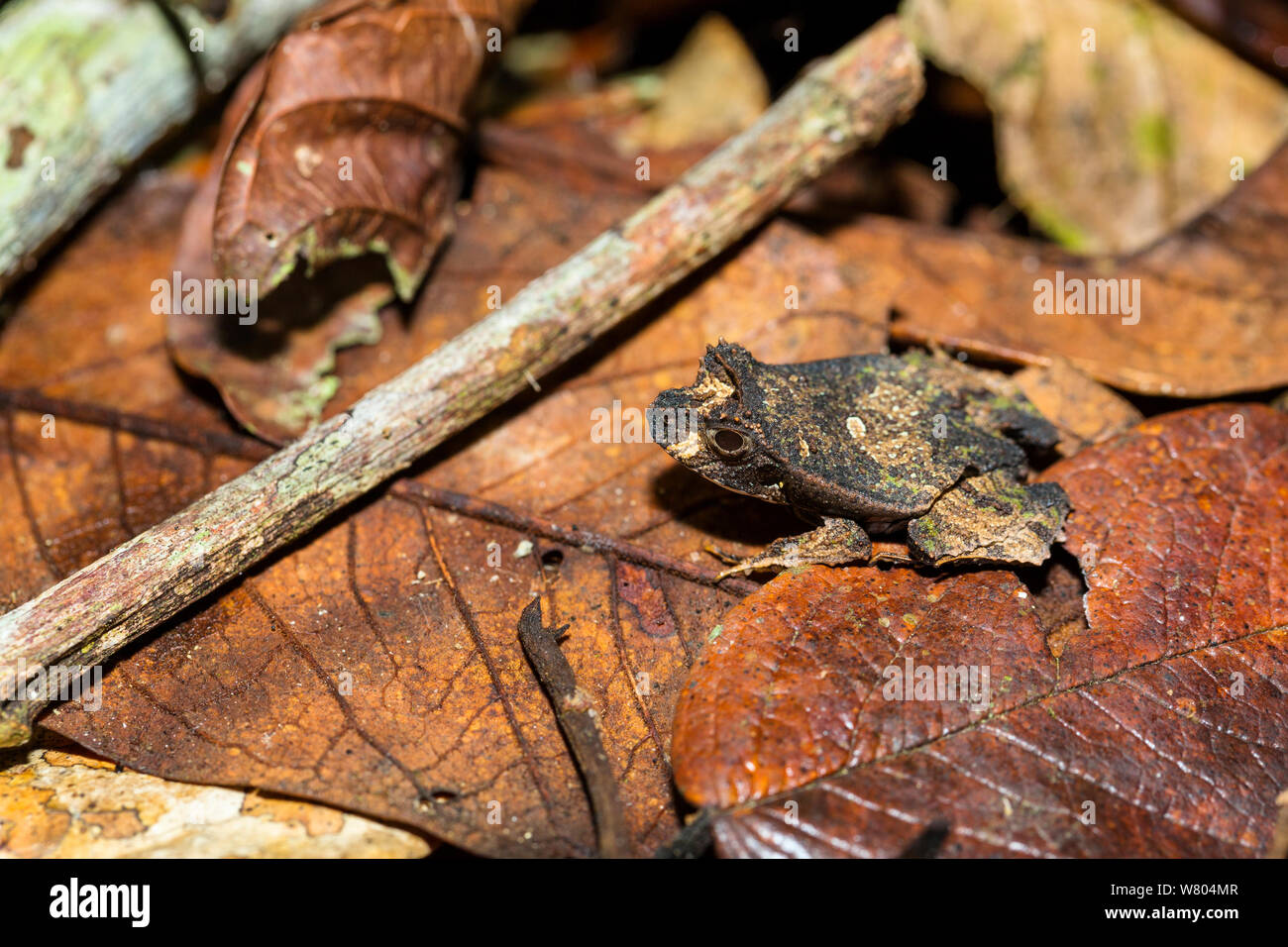 Perez &#39;s snouted Frosch (Edalorhina perezi) im Blatt Wurf, Panguana finden, huánuco Provinz, Amazonas, Peru. Stockfoto