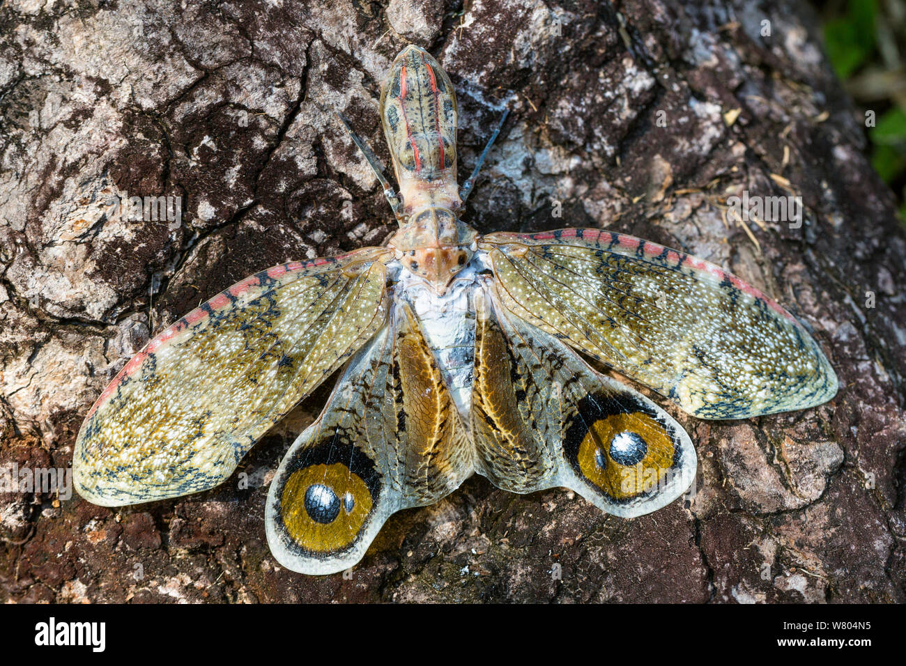 Laterne bug (Fulgora laternaria) Tambopata Fluss Tambopata National Reserve, Peru. Stockfoto