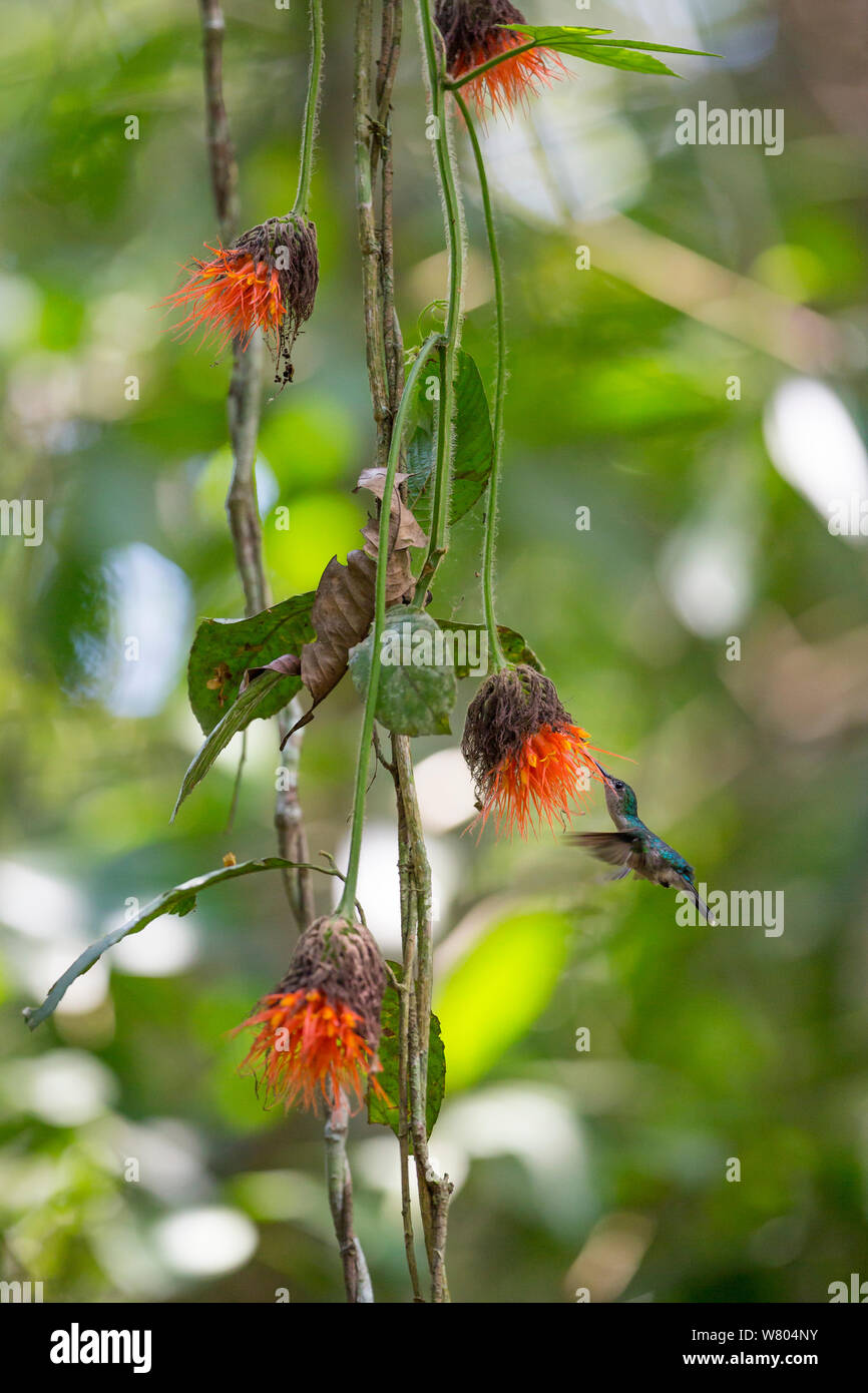 Grau-breasted sabrewing (Campylopterus largipennis) Fütterung auf Regenwald Blumen, Panguana finden, Huanuca Provinz, Amazonas, Peru. Stockfoto