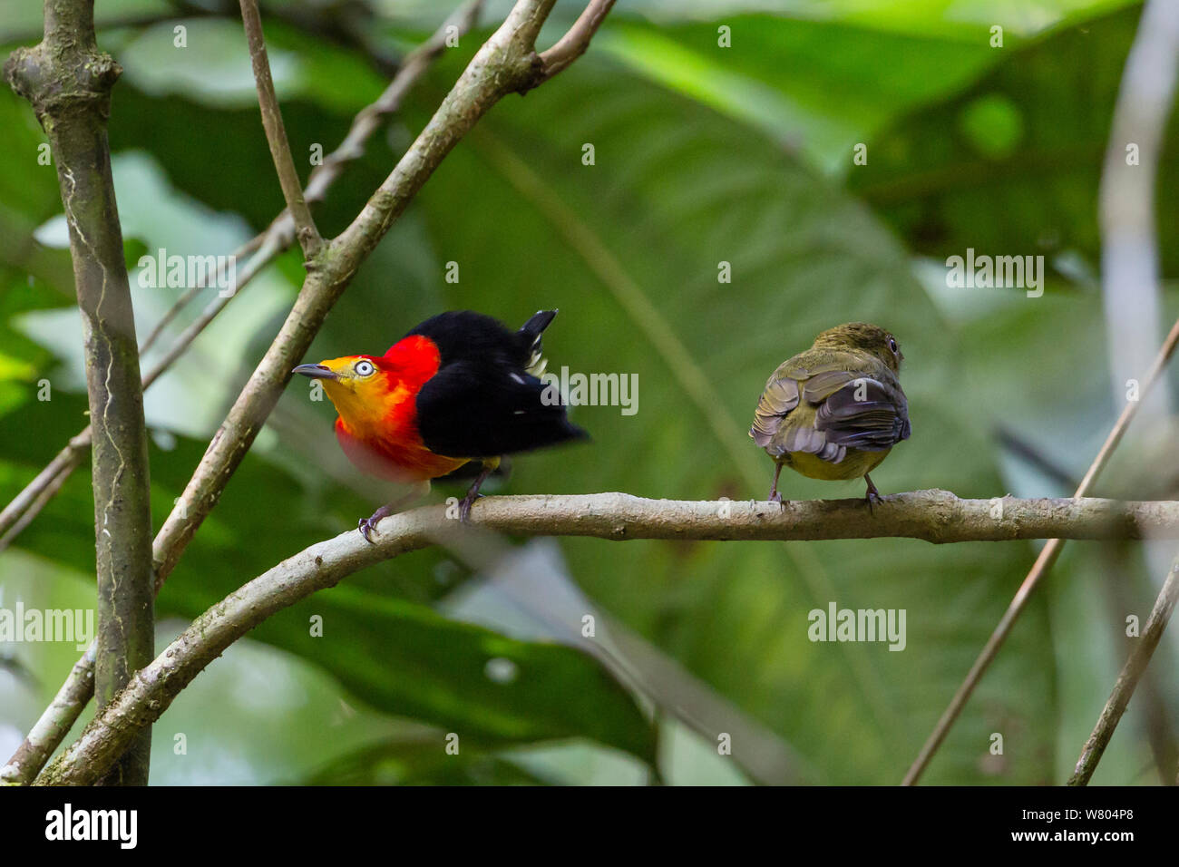 Band-tailed manakins (Pipra fasciicauda) männlich zu weiblich, Panguana finden, Huanuca Provinz, Amazonas, Peru. Stockfoto