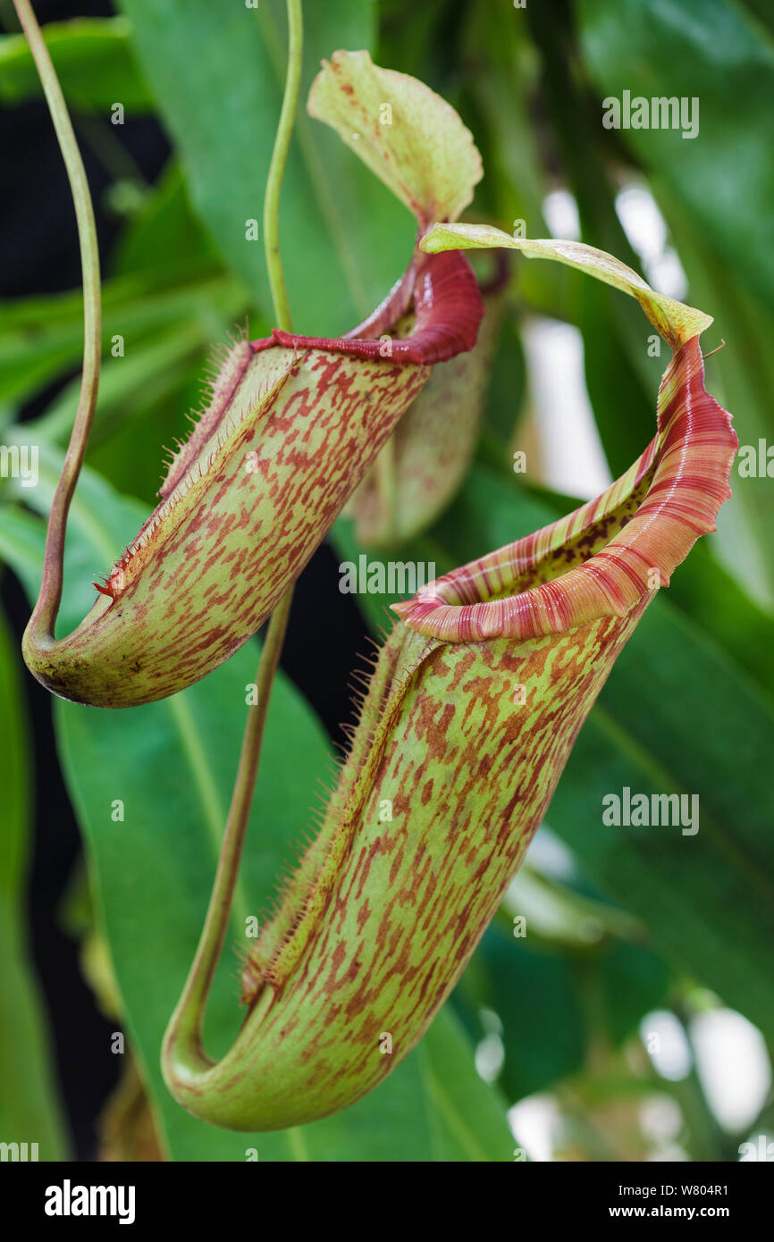 Kannenpflanze (Nepenthes Miranda) Krüge, gepflegte Anlage. Stockfoto