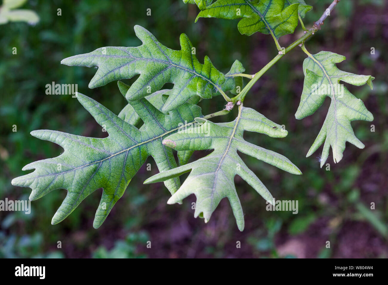 Pyrenäen Eiche (Quercus pyrenaica) Blätter, Prades Berggebiet von natürlichen Interesse. Tarragona, Katalonien, Spanien, Juni. Stockfoto