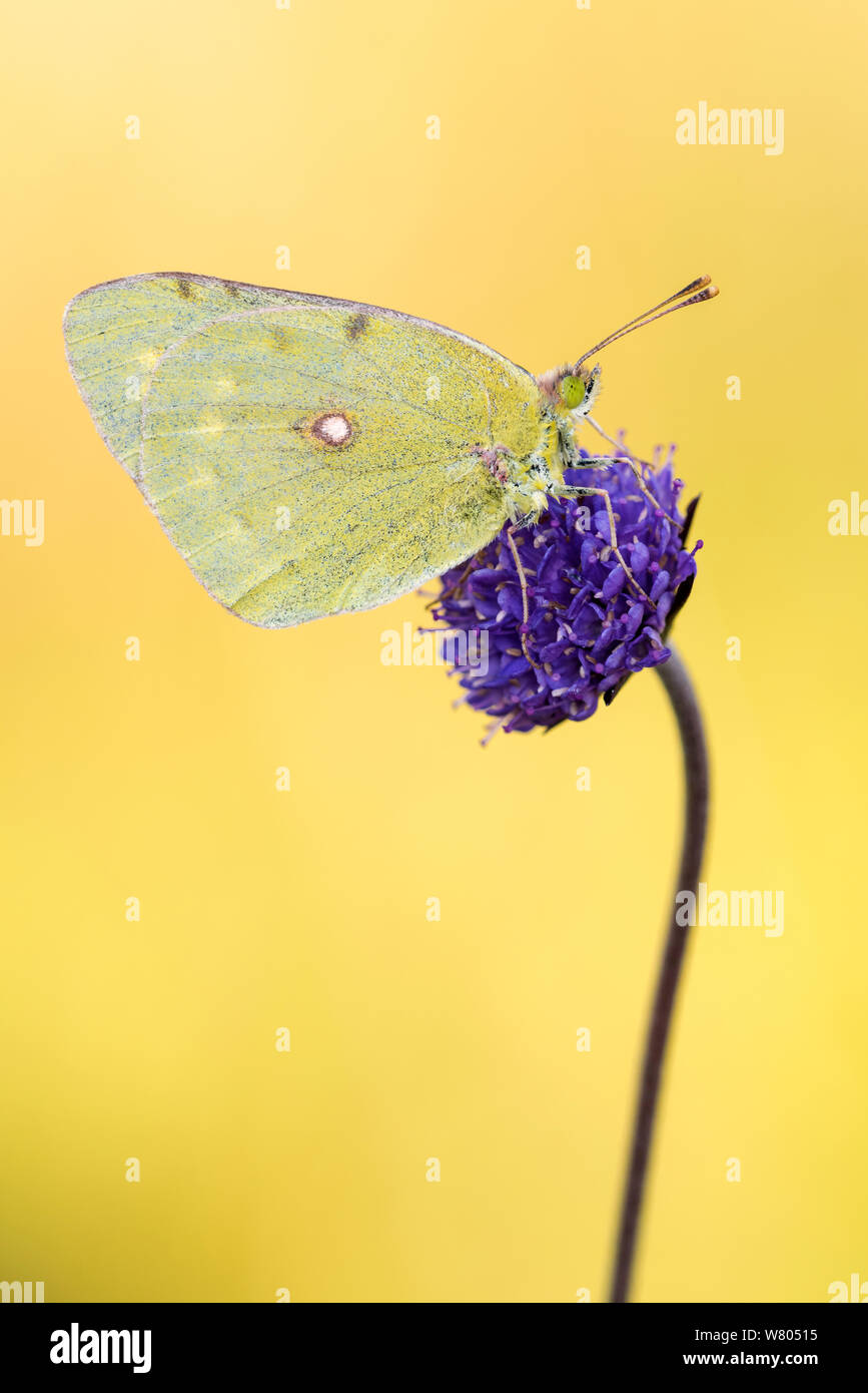 Getrübt gelben Schmetterling (Colias Crocea) auf Teufel&#39;s Bit scabious (Succisa pratensis), Dunsdon Naturschutzgebiet, Devon, Großbritannien. August 2014. Stockfoto