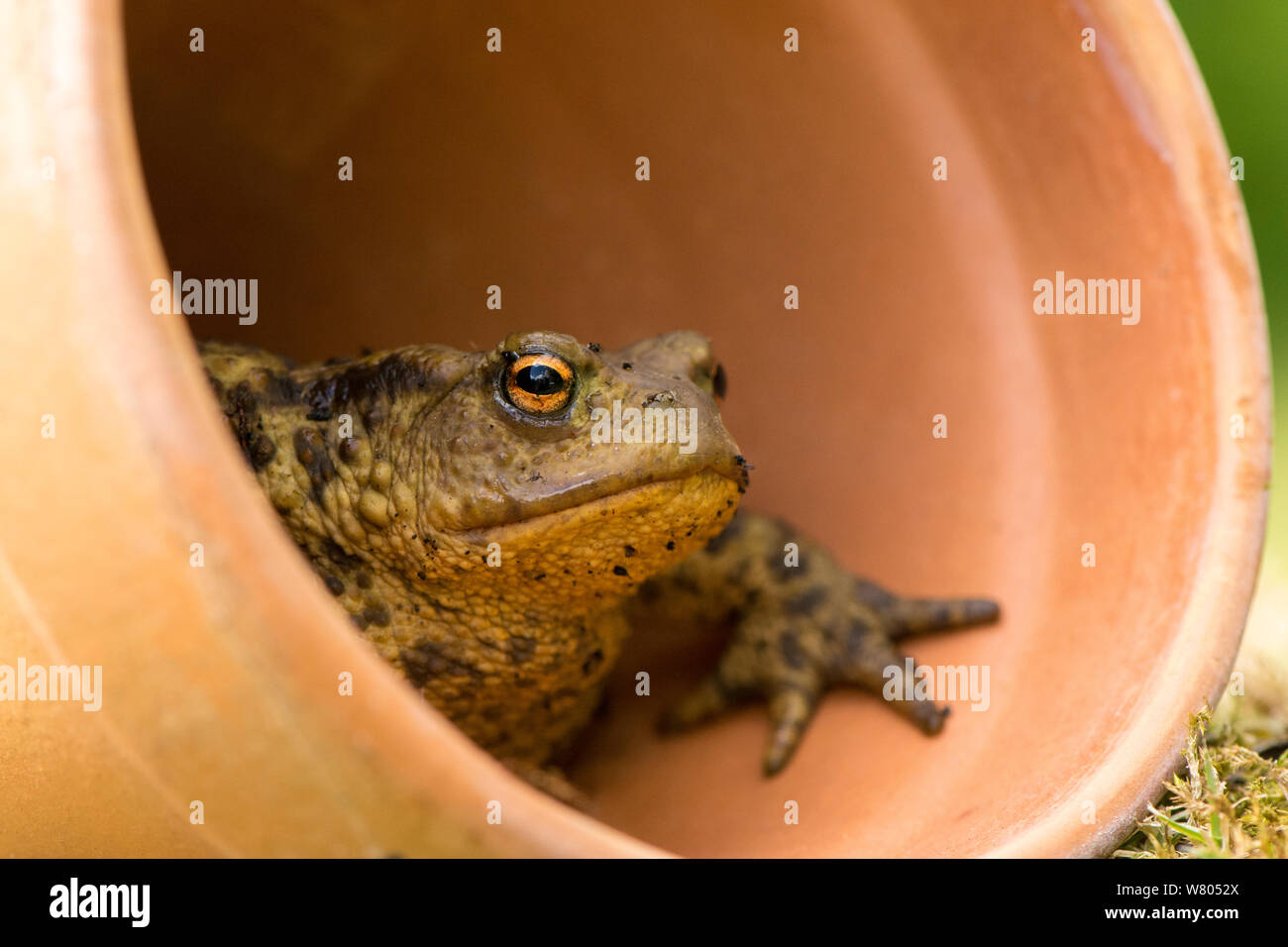 Erdkröte (Bufo bufo), Zuflucht in Blumentopf, Cornwall, UK. Mai 2015. Stockfoto