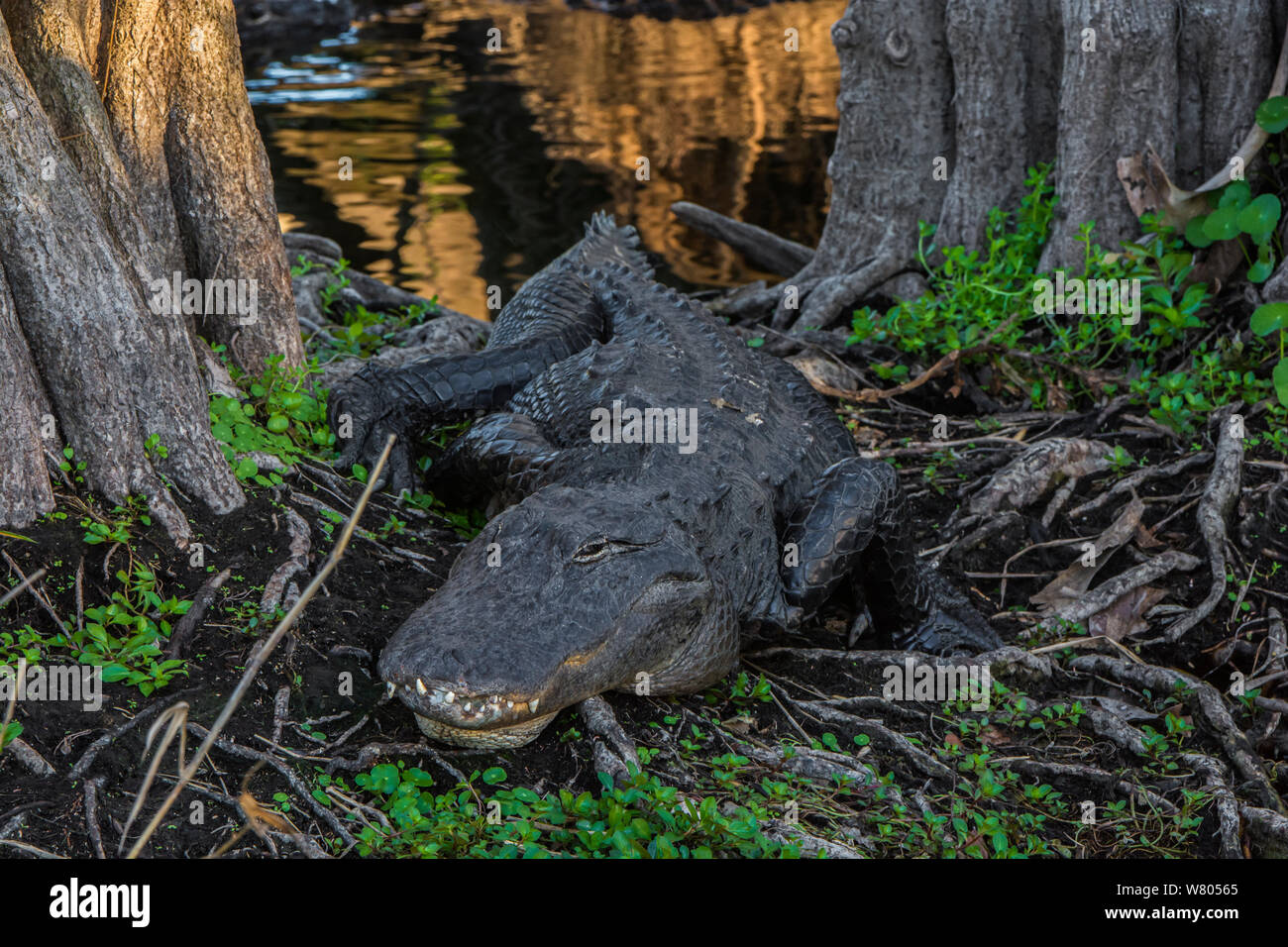 American alligator (Alligator mississippiensis) zu Fuß durch die Bäume am Ufer, Everglades National Park, Florida, USA, März. Stockfoto
