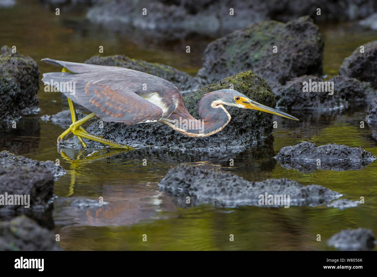 Dreifarbige Heron (Egretta tricolor) Wandern am Wasser, Ding Darling National Wildlife Sanctuary, Florida, USA, März. Stockfoto