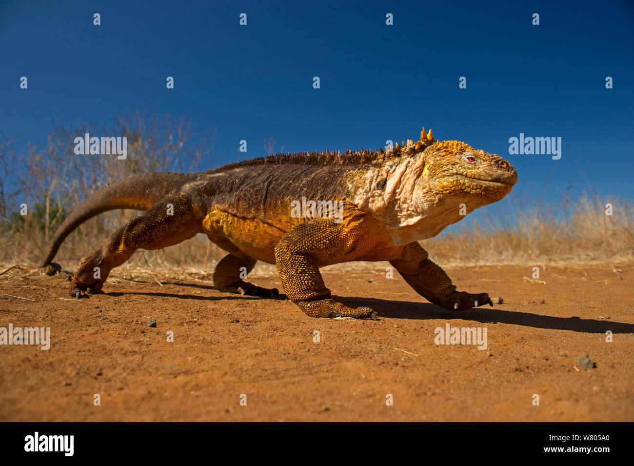 Galapagos land Iguana (Conolophus subcristatus) zu Fuß Urbina Bay, Insel Isabela Galapagos. Stockfoto