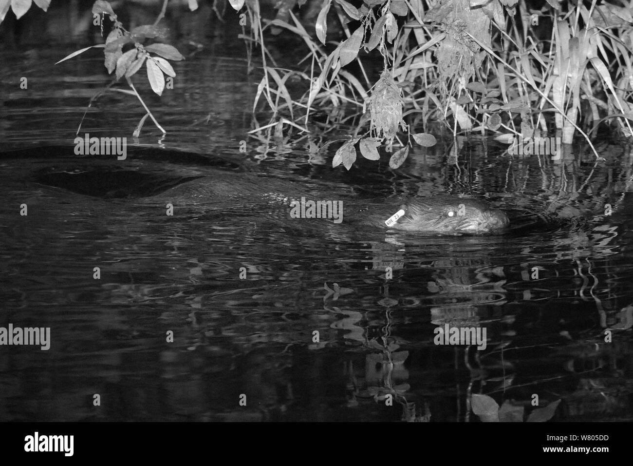 Eurasischen Biber (Castor Fiber) erwachsene Frau mit Ohrmarken, Schwimmen auf dem River Otter in der Nacht, in der Nähe von wo es von der Devon Wildlife Trust, Devon, UK, August 2015 freigegeben wurde. Durch Infrarotlicht Photoraphed. Stockfoto