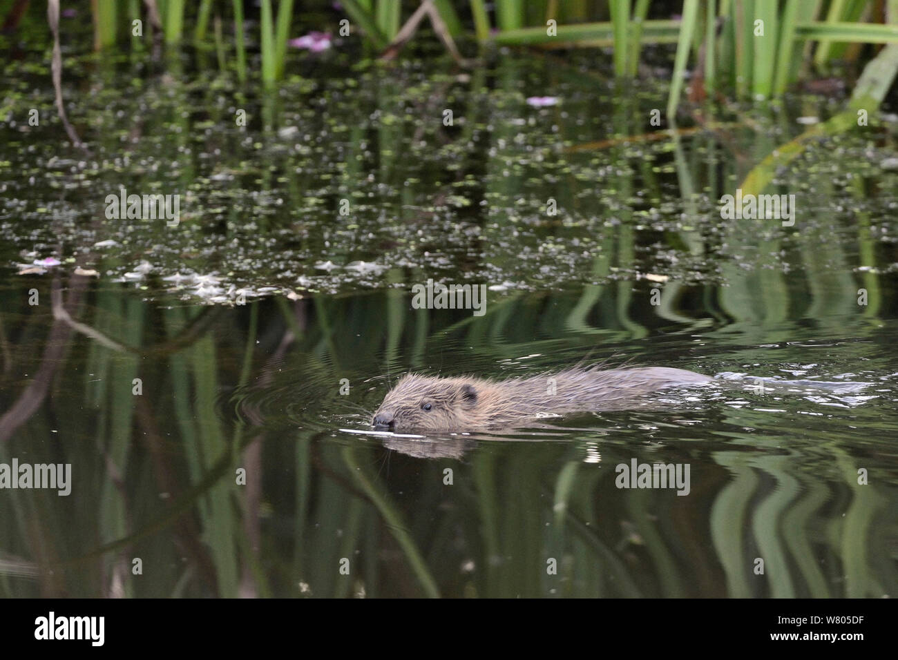 Junge eurasischen Biber (Castor Fiber) Kit schwimmen. Wild Kit im Fluss Otter geboren, während Devon Biber-Studie, die von der Devon Wildlife Trust verwaltet. Devon, UK, August 2015. Stockfoto