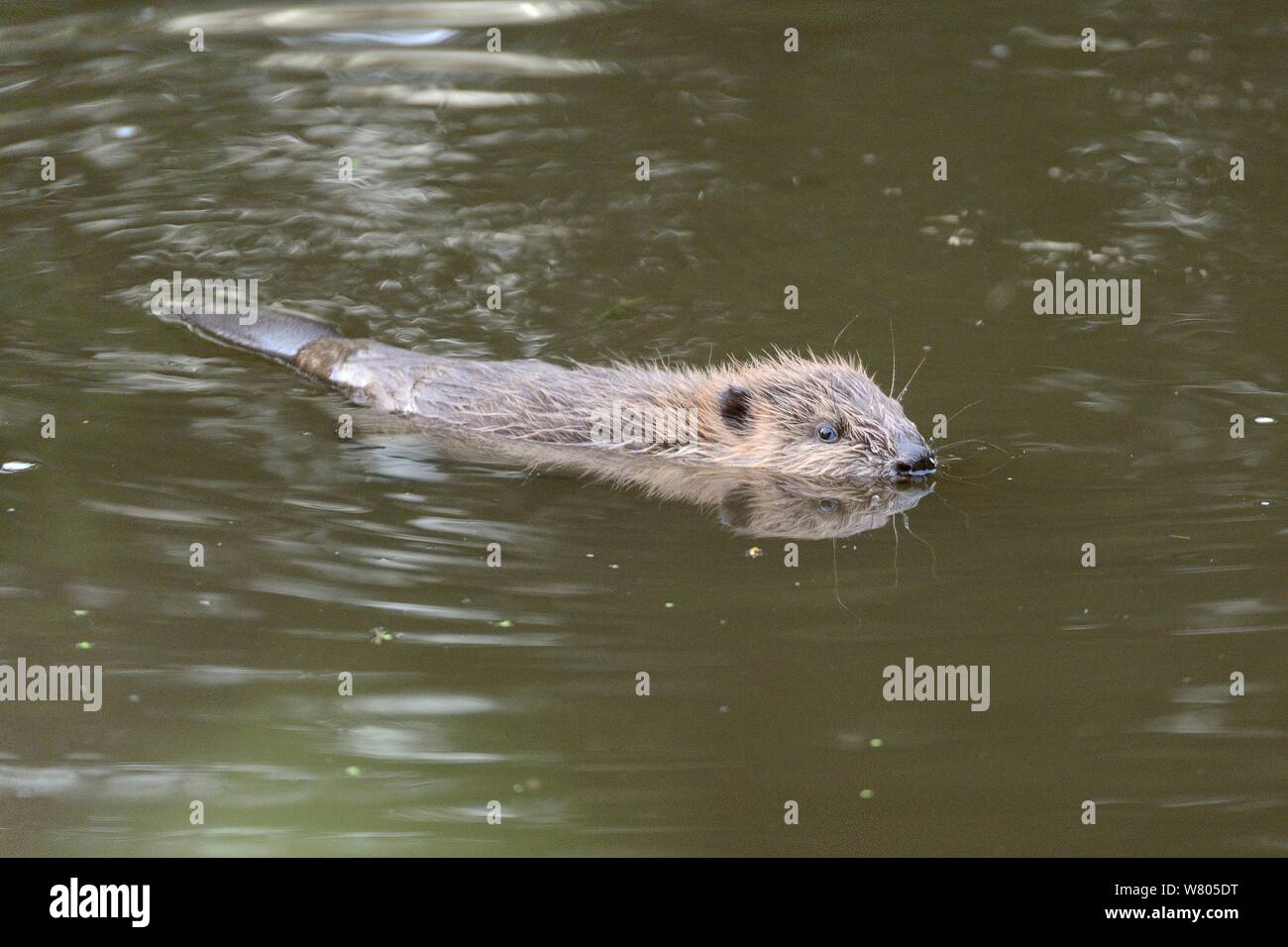 Junge eurasischen Biber (Castor Fiber) kit Schwimmen in der Dämmerung, in der Wildnis geboren am Fluss Otter, Teil einer Freigabe von der Devon Wildlife Trust, Devon, England, UK, August 2015 verwaltet. Stockfoto