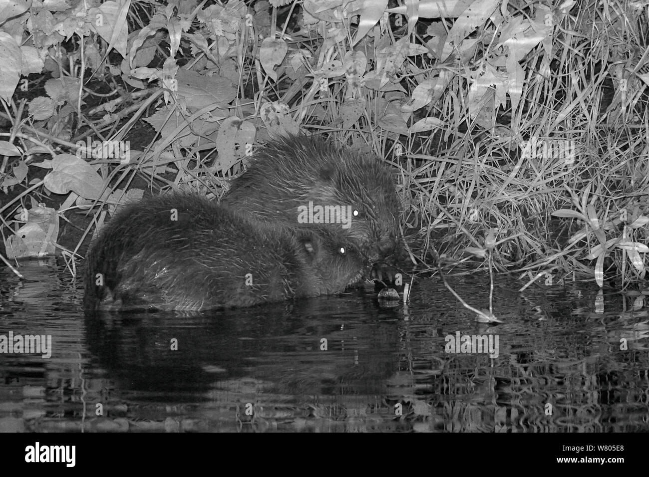 Zwei eurasischen Biber (Castor Fiber) kits Fütterung auf der Weide (Salix) in der Nacht, in der Wildnis geboren am Fluss Otter, Teil einer Freigabe von der Devon Wildlife Trust, Devon, England, UK, August 2015 verwaltet. Stockfoto