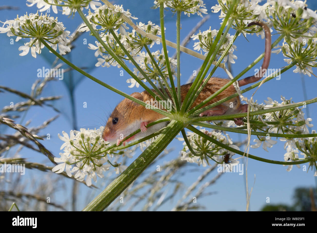 Ernte Maus (Micromys Minutus) über Gemeinsame scharfkraut (Heracleum sphondylium) flowerhead nach Freigabe, Molton, Northampton, UK, Juni. Stockfoto