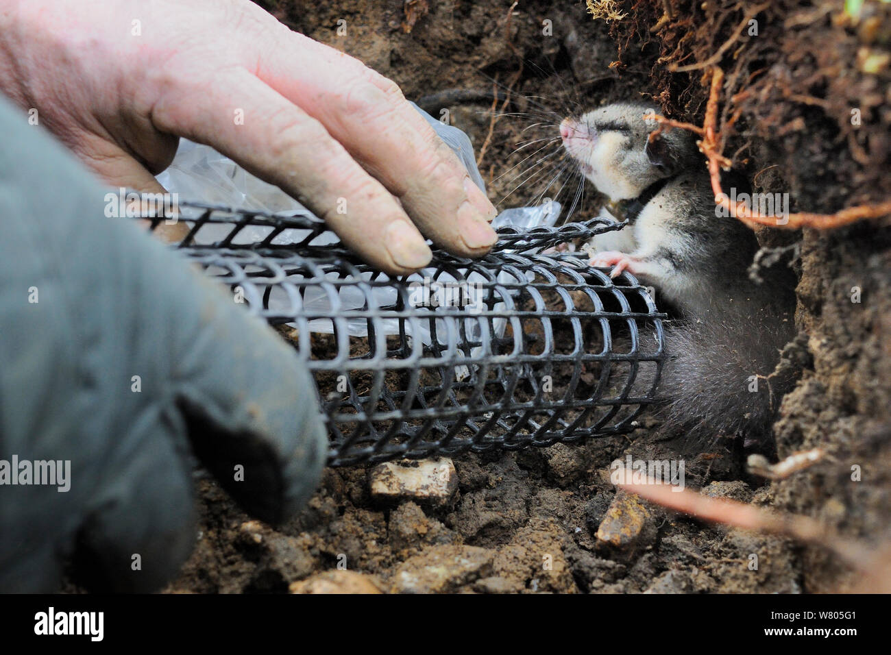 Ausfahrt Rohr zur Überwinterung Graben, der eine Essbare/Fat Siebenschläfer (Glis Glis) nach dem Austausch bei einer Untersuchung in Wäldern, in denen dieses Europäische Arten eingebürgert hat, Buckinghamshire, UK, April ausgestattet, Modell freigegeben. Stockfoto