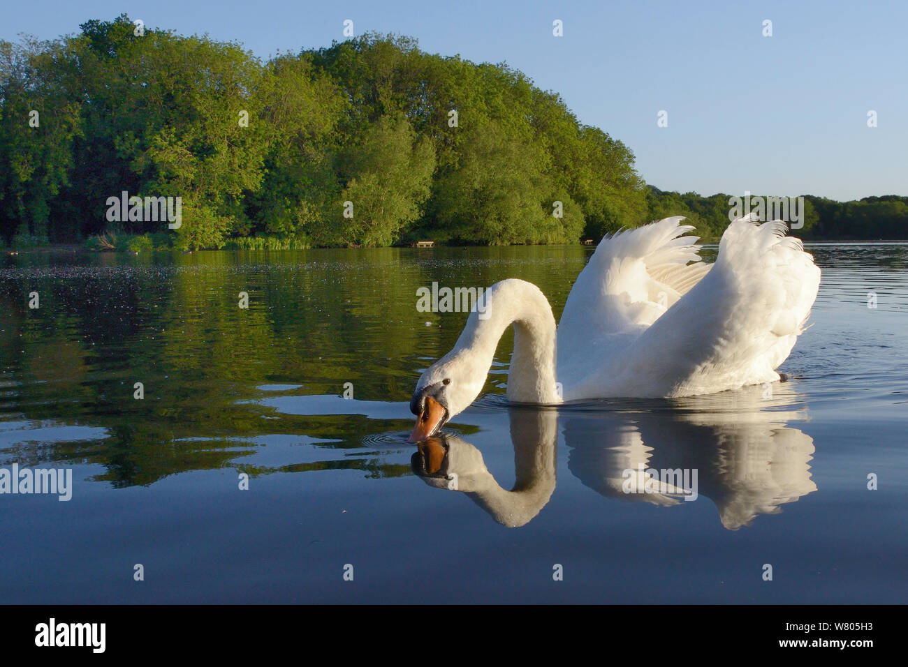 Höckerschwan (Cygnus olor) cob Trinken im Abendlicht mit seinen Flügeln in einer territorialen Bildschirm erhöht, Coate Water, Wiltshire, UK, Juni. Stockfoto