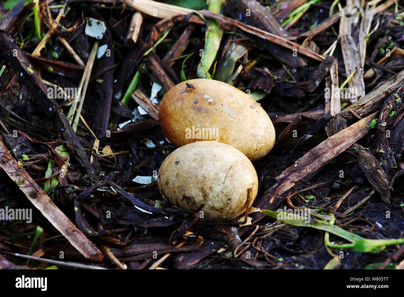 Haubentaucher (Podiceps cristatus) Eier im Nest, Die Niederlande, Mai. Stockfoto