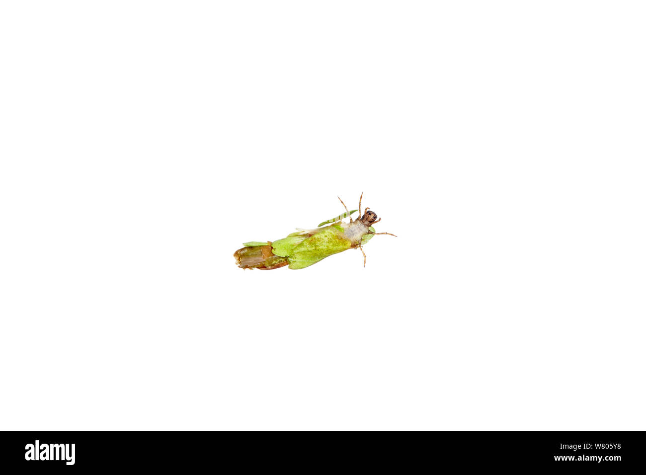 Caddisfly (Trichoptera) Larve mit Blatt, Worcestershire, England, UK, Mai. Stockfoto