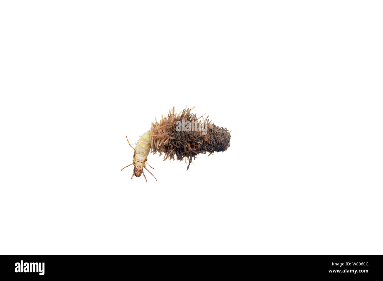 Caddisfly (Trichoptera) Larve mit Zweig. Worcestershire, Großbritannien, Mai. Stockfoto