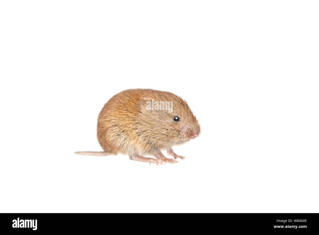 Bank vole (Clethrionomys glareolus) im Garten, Barnt Green, Worcestershire, Großbritannien Stockfoto