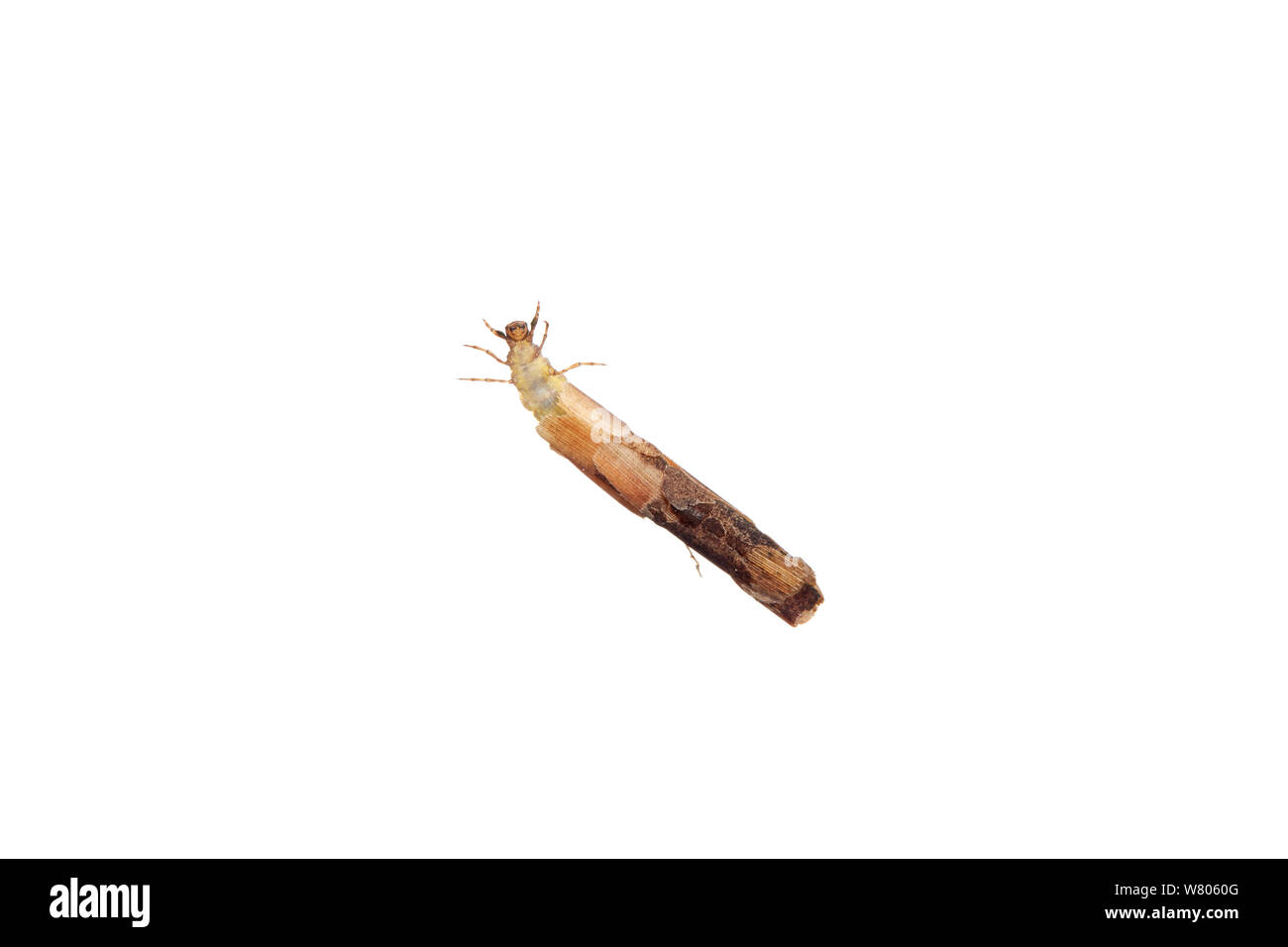 Caddisfly (Trichoptera) Larve mit Zweig. Worcestershire, Großbritannien, Mai. Stockfoto