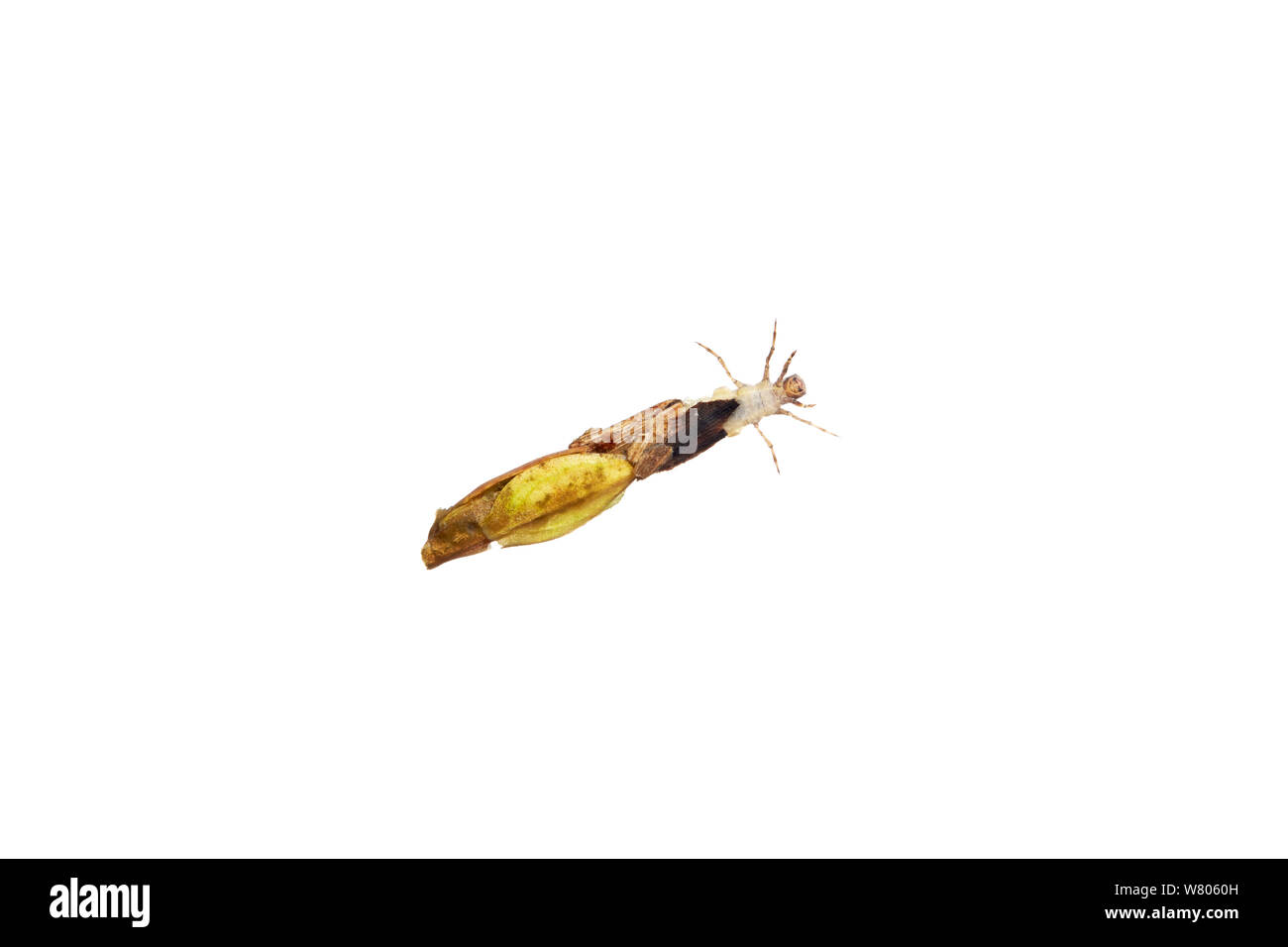 Caddisfly (Trichoptera) Larve mit Blatt und Zweig, Fall, Worcestershire, Großbritannien Stockfoto