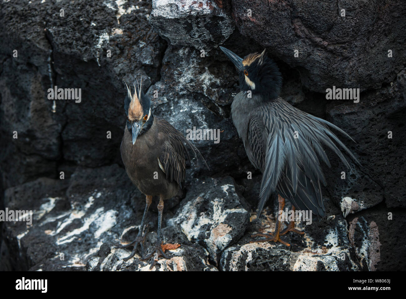 Gelb - gekrönte Night Heron (Nyctanassa violacea) Zwei am Strand, Galapagos. Stockfoto