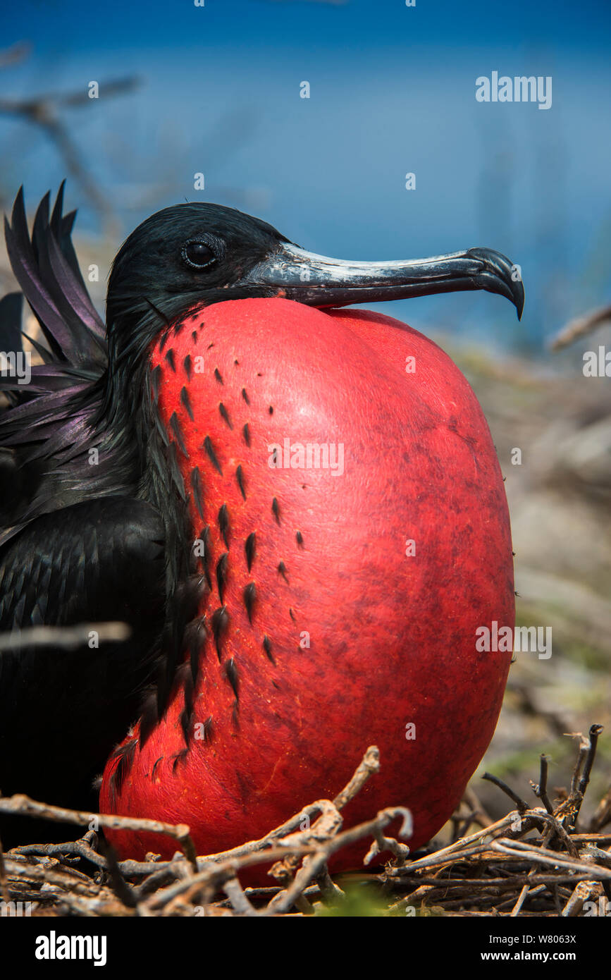 Herrliche Frigate (Fregata magnificens) männlich mit Tasche aufgeblasen. Galapagos. Stockfoto