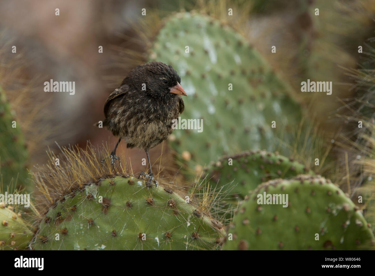 Sharp-beaked Grundfinken (Geospiza difficilis) auf Opuntia Kakteen. Galapagos. Endemisch. Stockfoto