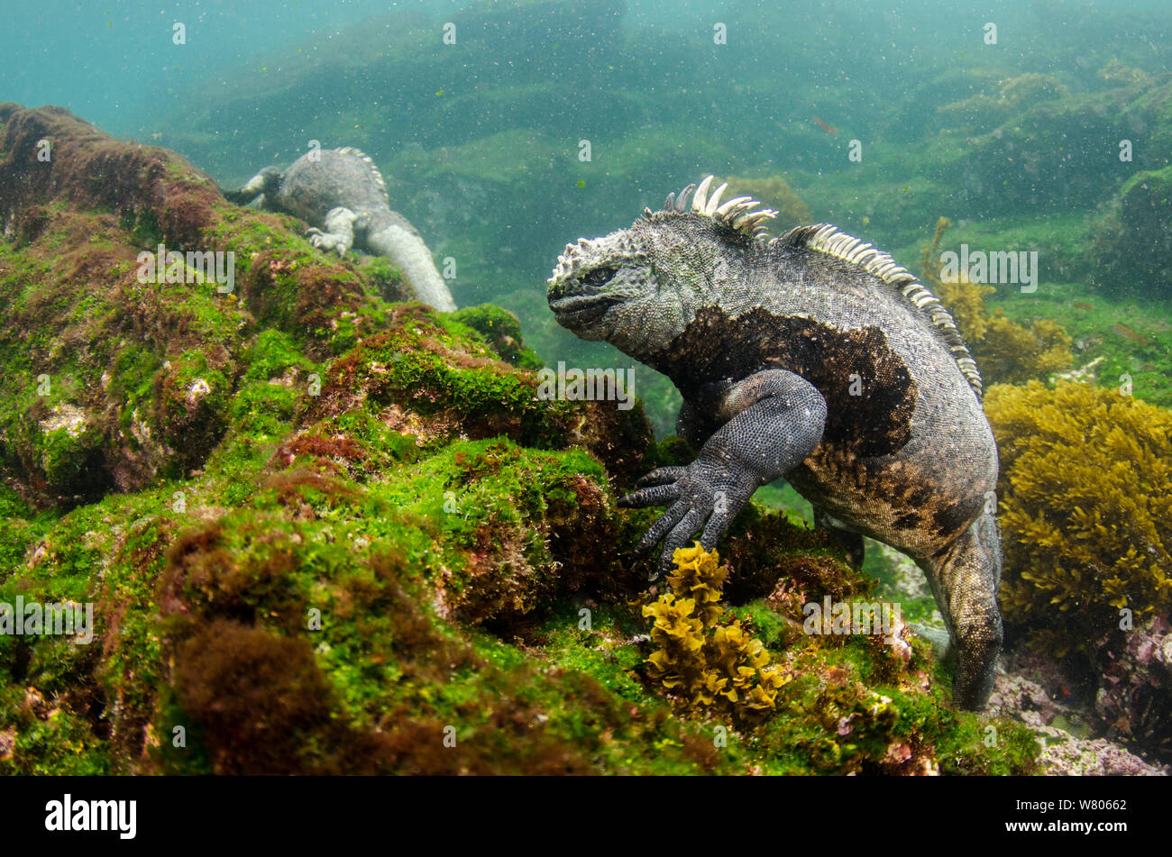 Marine Iguana (Amblyrhynchus Cristatus) unter Wasser. Fernandina Insel. Galapagos, endemische Arten. Stockfoto