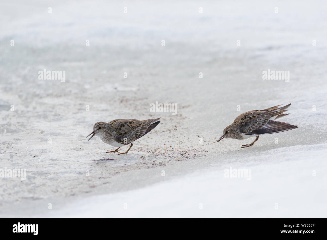 Temminck &#39;s Stints (Calidris temminckii) Anzeige, im Sommer Gefieder, Oppland, Norwegen, Juni. Stockfoto