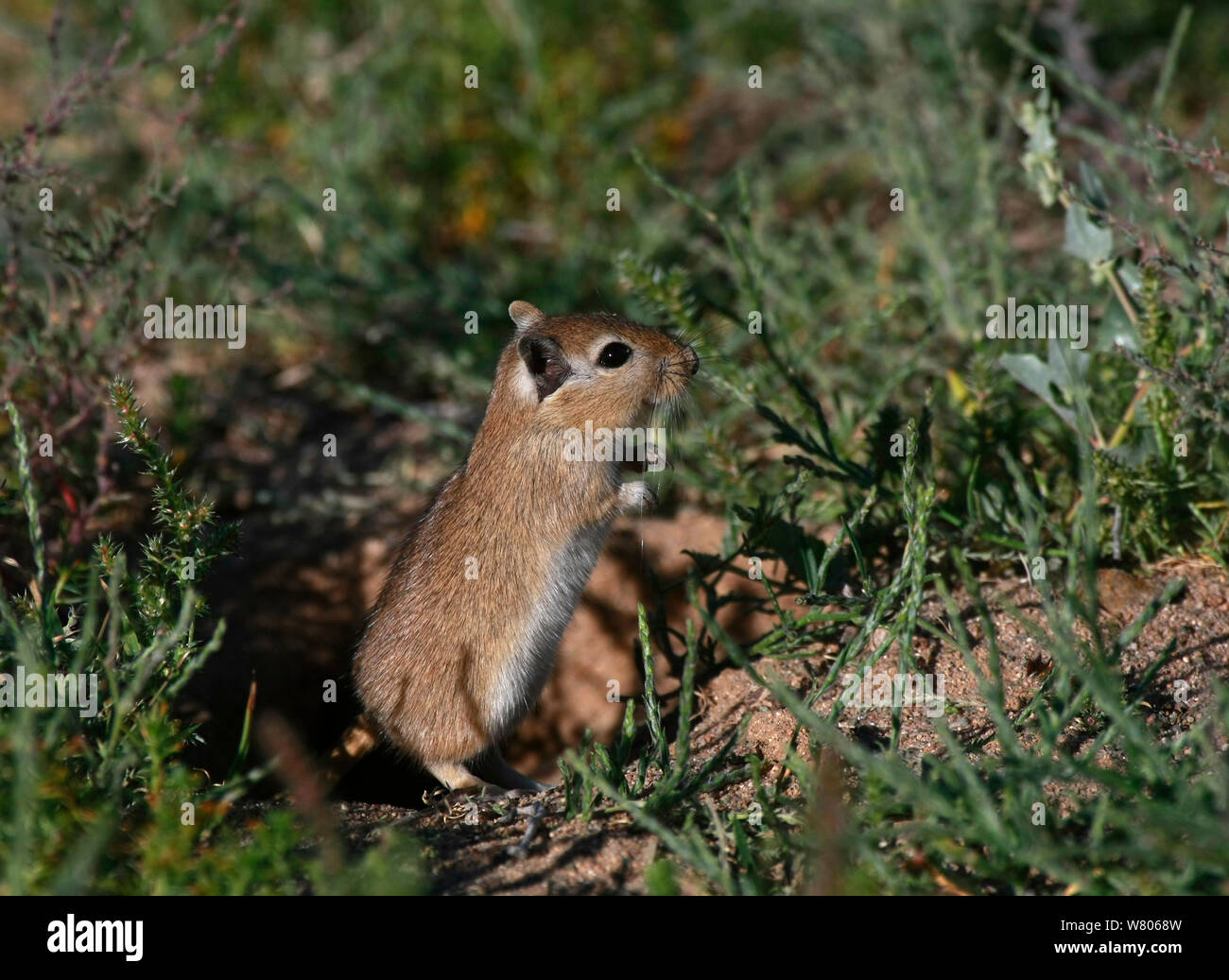 Mongolische Wüstenrennmaus (Meriones unguiculatus) in ihrem natürlichen Lebensraum, dem nördlichen Ausläufer der Wüste Gobi, Mongolei, August. Diese Art ist in der Regel als Haustier gehalten. Stockfoto