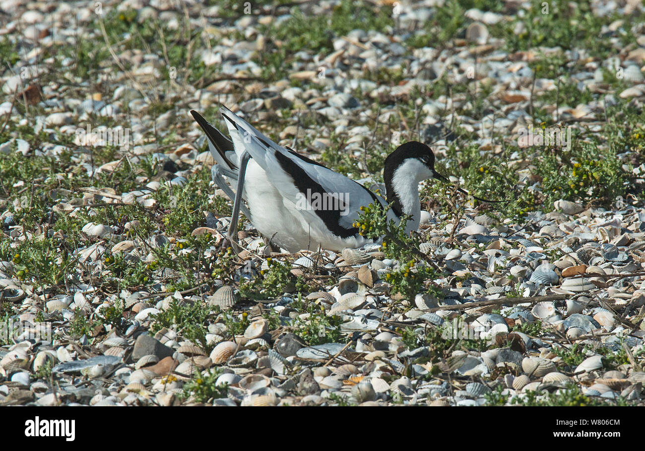 Pied Säbelschnäbler (Recurvirostra Avosetta) ein Nest Kratzen auf einem Schindel Insel. Oosterendl, Insel Texel, Niederlande. Stockfoto