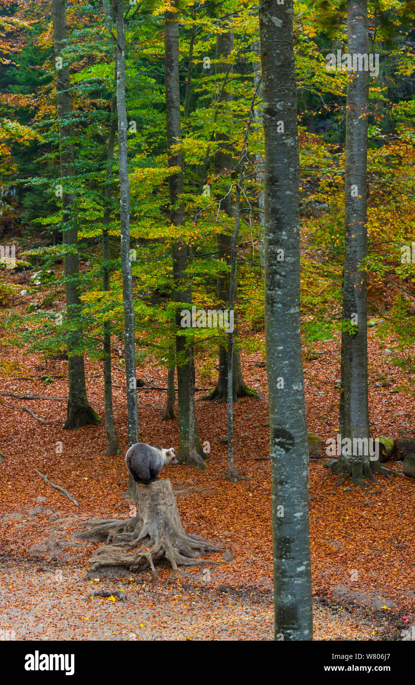 Europäische Bär (Ursus arctos arctos) auf Baumstumpf im Clearing, Masun Wald, Grün Karst, Slowenien, Oktober 2014. Stockfoto