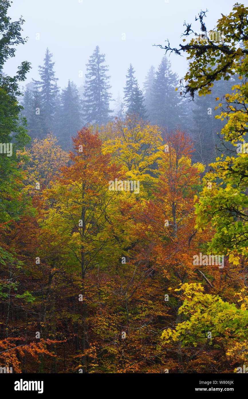 Die Buche (Fagus sylvatica) Wald im Herbst, Ilirska Bistrica, Grüner Karst, Slowenien, Oktober 2014. Stockfoto