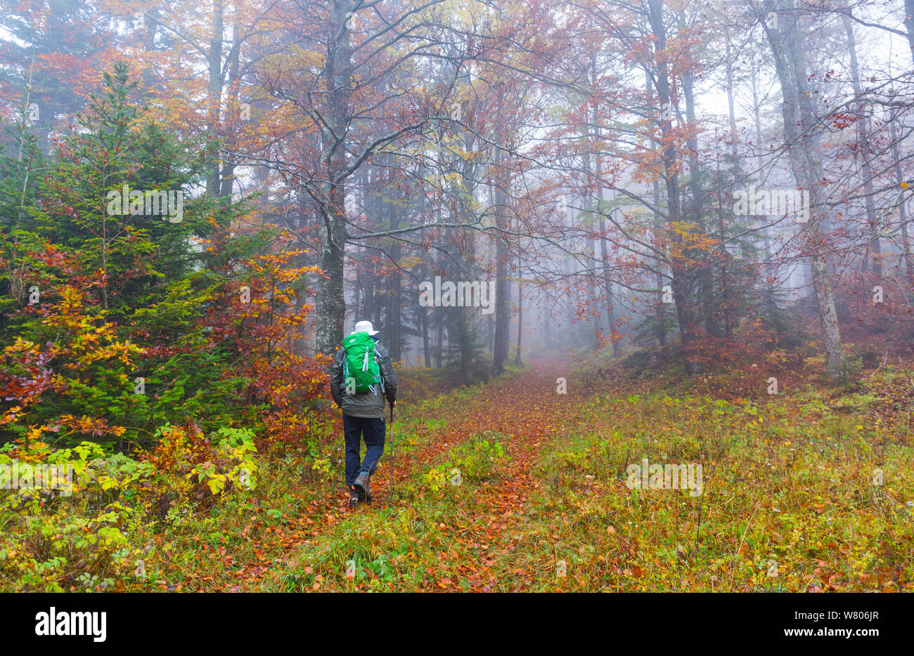 Mann zu Fuß durch die Buche (Fagus sylvatica) Wald im Herbst, Ilirska Bistrica, Grüner Karst, Slowenien, Oktober 2014. Stockfoto