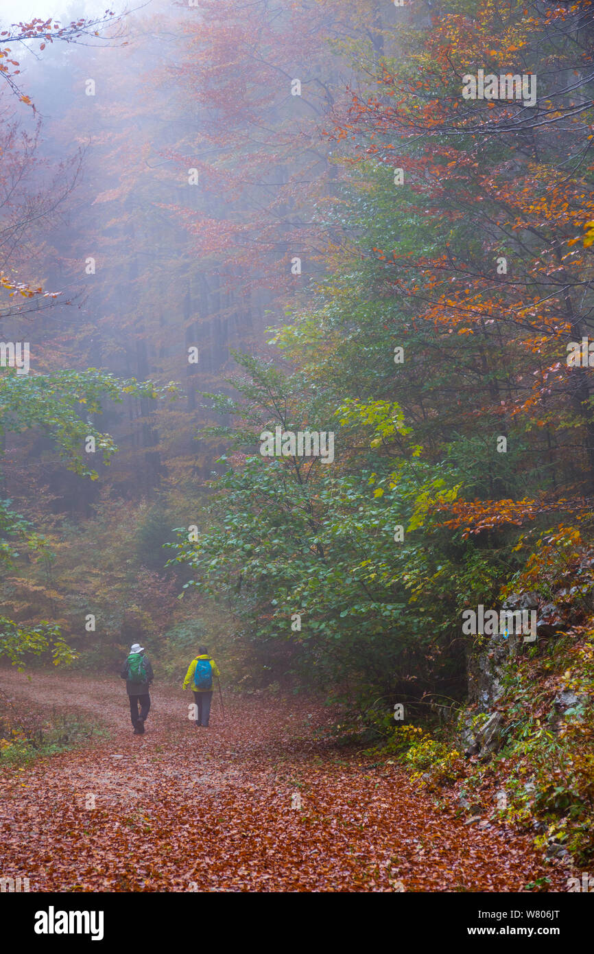 Paar zu Fuß durch die Buche (Fagus sylvatica) Wald im Herbst, Ilirska Bistrica, Grüner Karst, Slowenien, Oktober 2014. Stockfoto