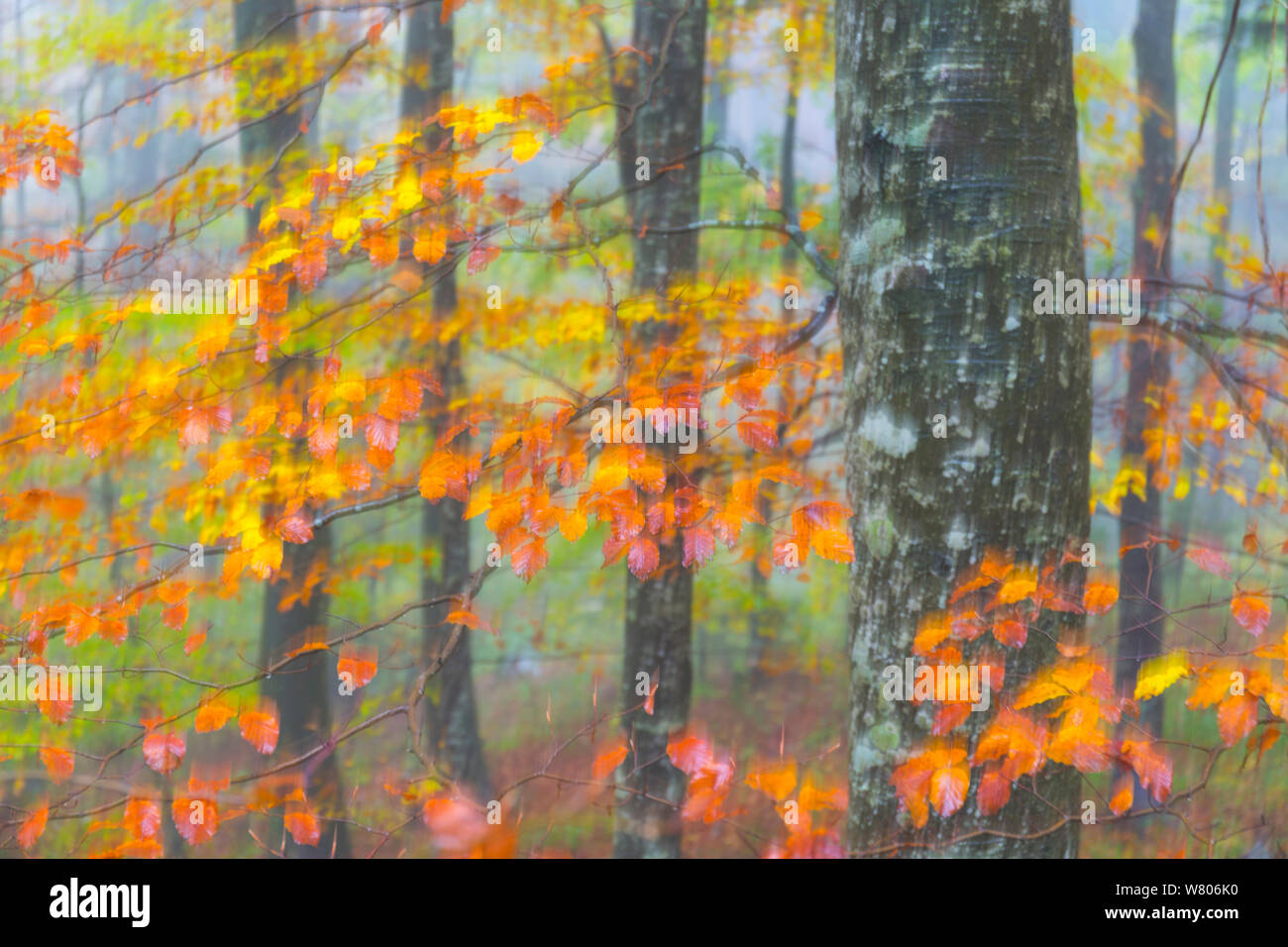 Die Buche (Fagus sylvatica) Wald im Herbst, Ilirska Bistrica, Grüner Karst, Slowenien, Oktober. Stockfoto
