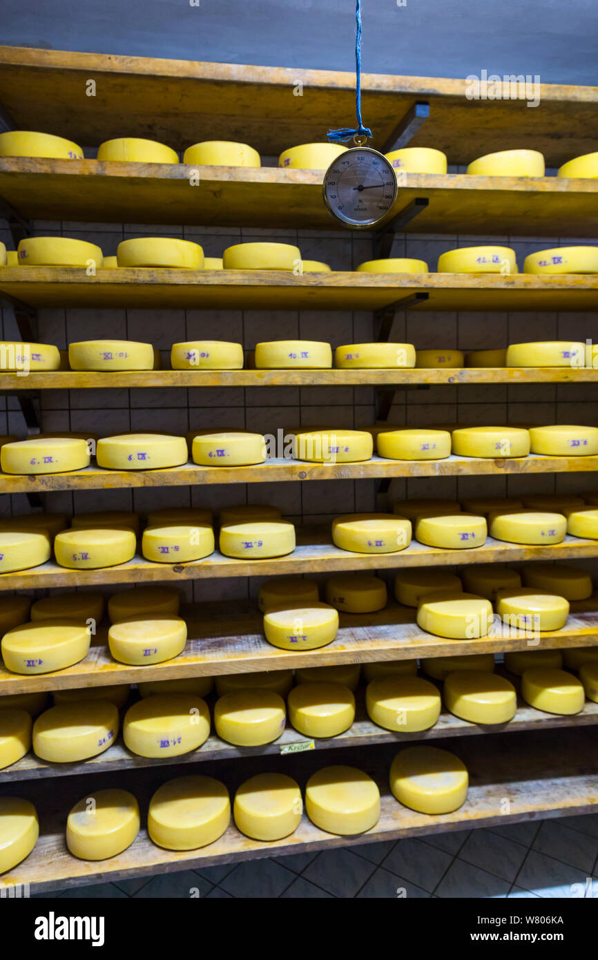 Bio Käserei, mit Käse reift auf Regalen Cadrg, Julische Alpen, Tolmin, Slowenien, Oktober. Stockfoto